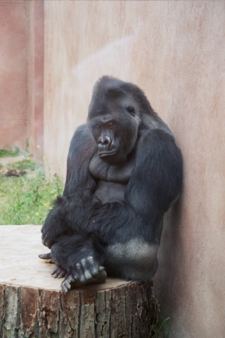 Depresivna Gorila